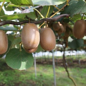 Aktinídia kiwi ´HAYWARD´ (deliciosa) - výška 120-150 cm, kont. C2L (-18°C)